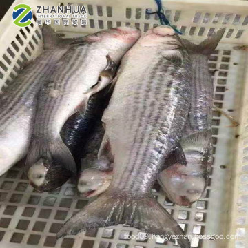 2019 New Stock IWP seafood fish frozen grey mullet wholesale 6/8 pcs